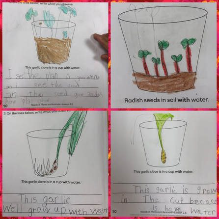 Students draw their plants.